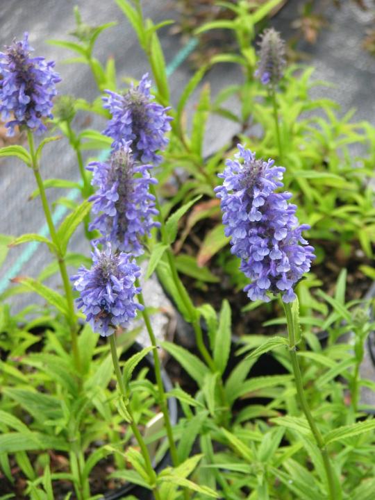 Котовник nervosa 'Blue Carpet'