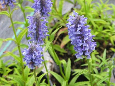 Котовник nervosa 'Blue Carpet'