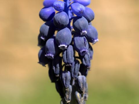 Мускари leucostomum, голубой