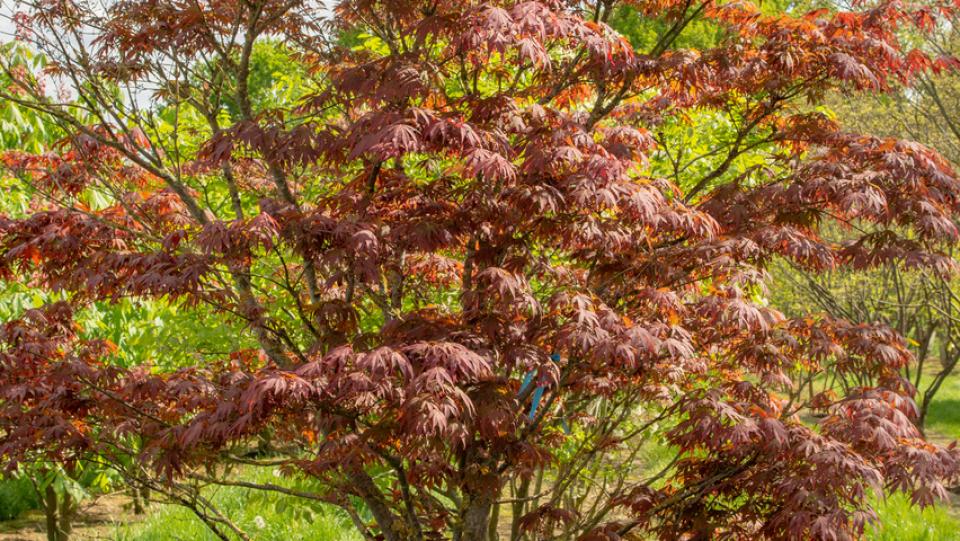 Клён пальмолистный 'Atropurpureum'