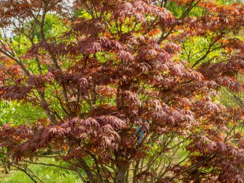 Клён пальмолистный 'Atropurpureum'